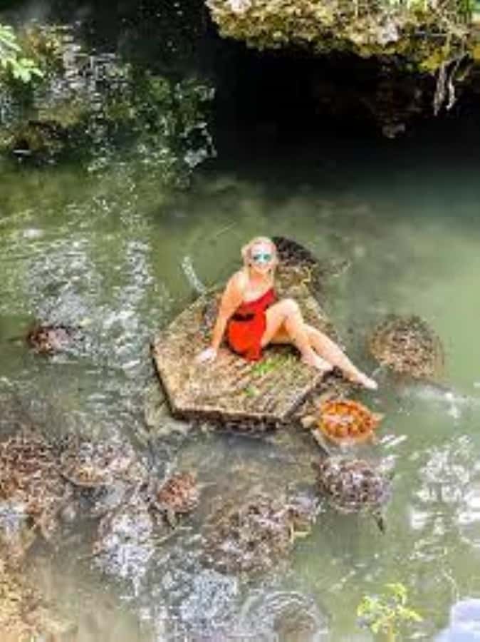 Zanzibar: Swim with Sea Turtles at Baraka or Salaam Aquarium - Who will enjoy this most