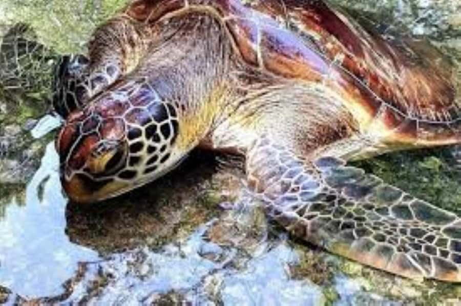 Zanzibar: Swim with Sea Turtles at Baraka or Salaam Aquarium - Practical details that matter