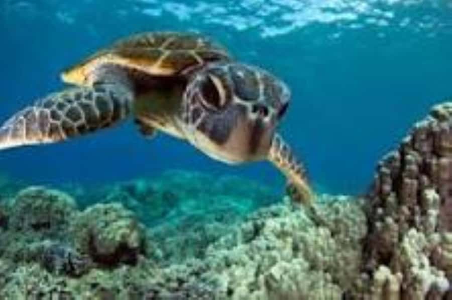 Zanzibar: Swim with Sea Turtles at Baraka or Salaam Aquarium - What happens from hotel lobby to lagoon