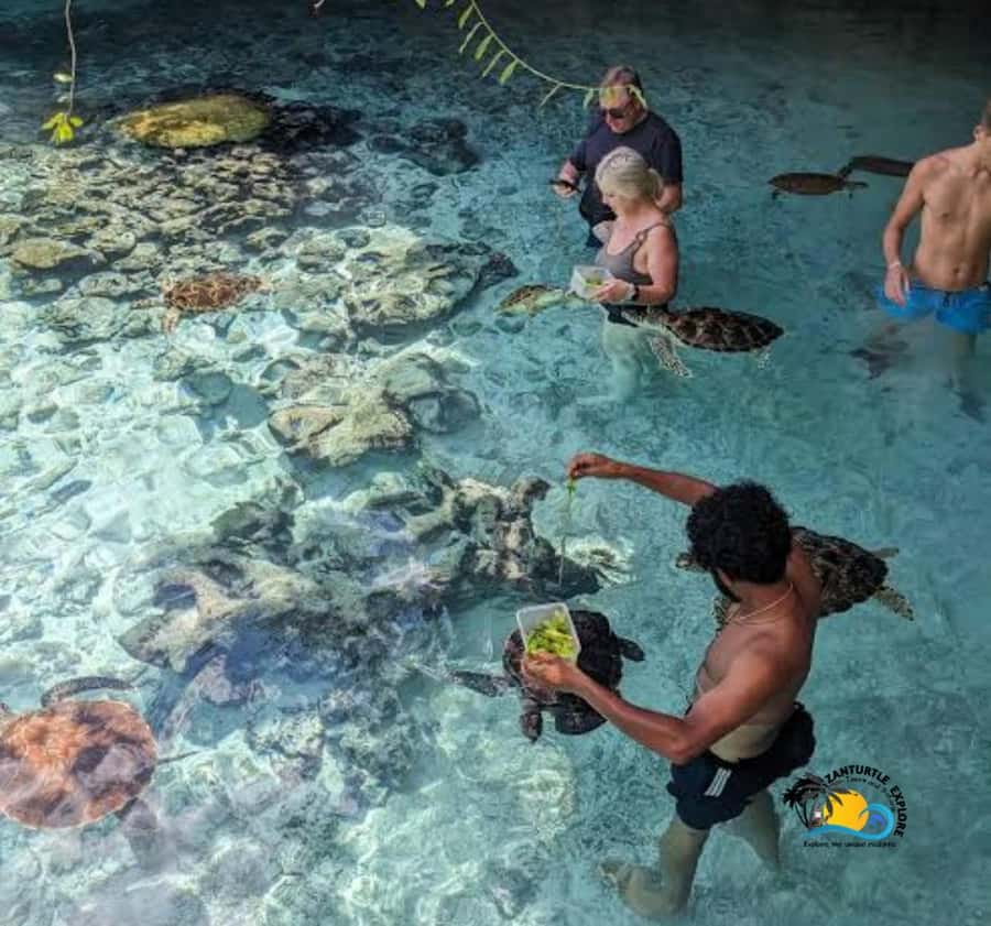 Zanzibar: Swimming with Turtles at Salaam Cave Aquarium - What the Salaam Cave experience is really like