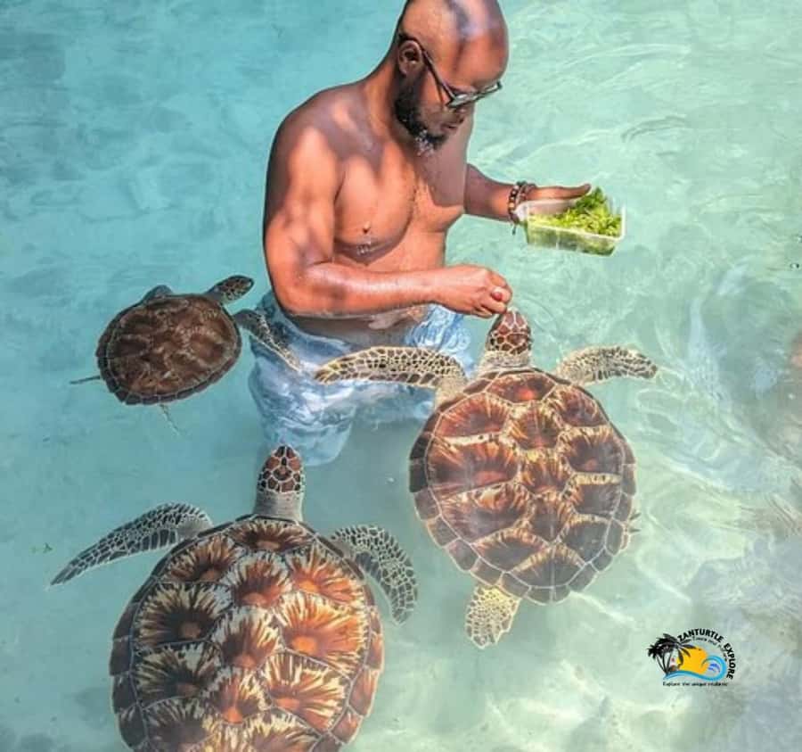 Zanzibar: Swimming with Turtles at Salaam Cave Aquarium - Who will enjoy this most?