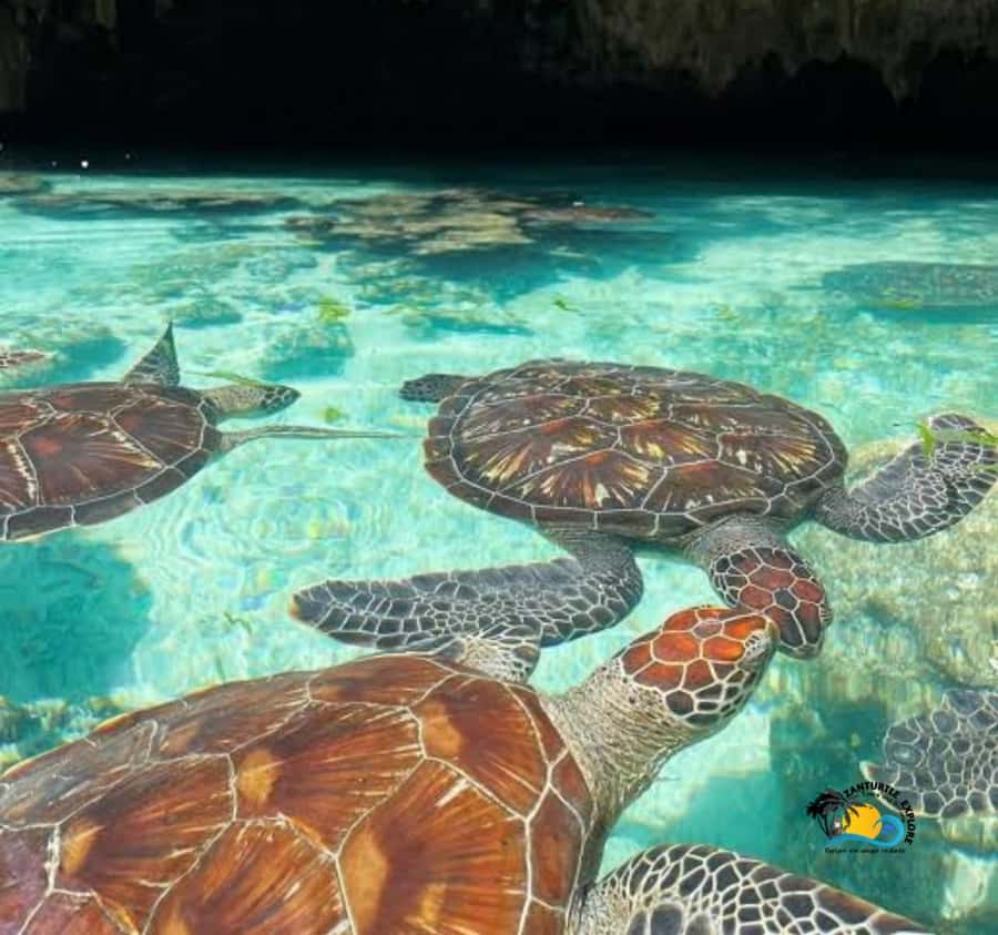 Zanzibar: Swimming with Turtles at Salaam Cave Aquarium - Entering Salaam Cave Aquarium