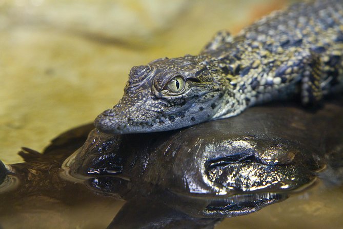 Zaragoza Aquarium Admission Ticket - The Great River World tank
