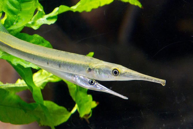 Zaragoza Aquarium Admission Ticket - How much time to allow