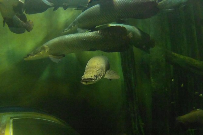 Zaragoza Aquarium Admission Ticket - Is the $24.14 ticket good value?