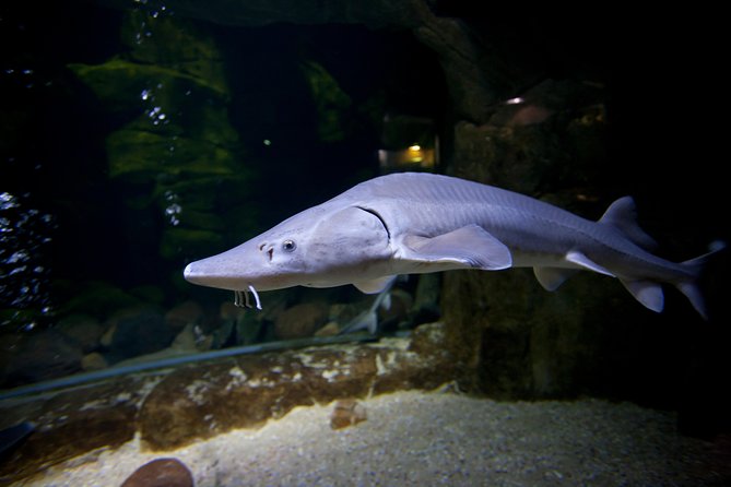 Zaragoza Aquarium Admission Ticket - The Nile, Mekong, and Murray-Darling sections
