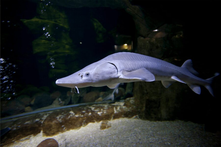Zaragoza : Aquarium entry ticket - Should you book the Zaragoza Aquarium?