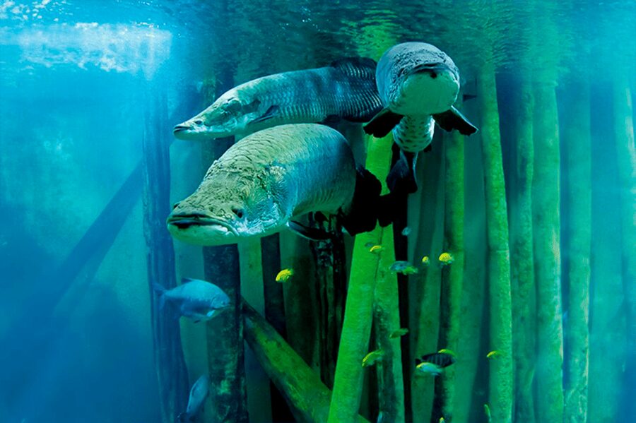 Zaragoza : Aquarium entry ticket - What your ticket covers inside the 70 tanks