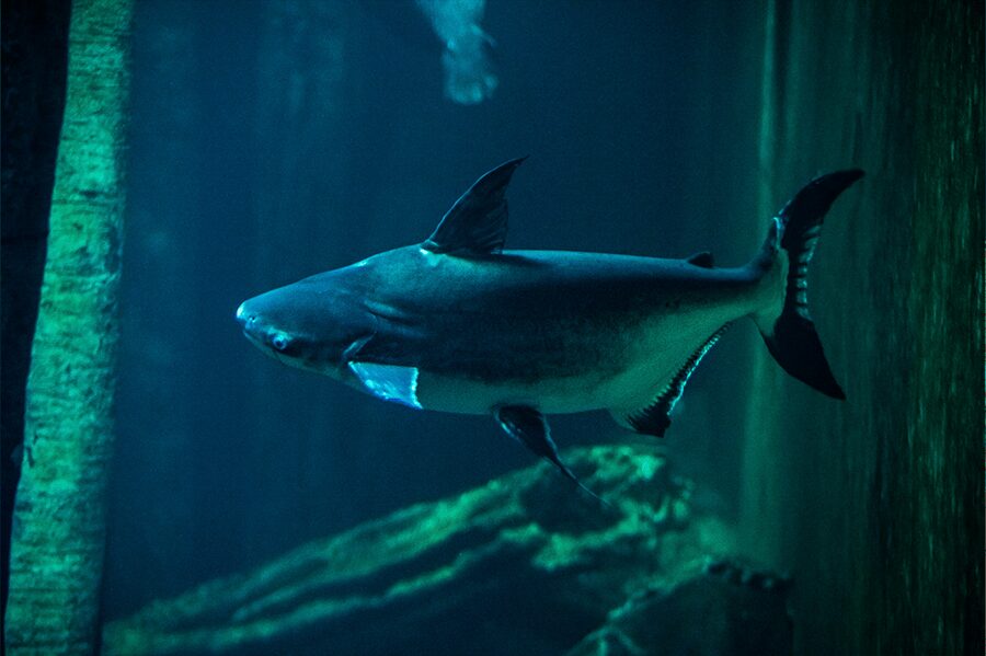 Zaragoza : Aquarium entry ticket - The five river sections, explained