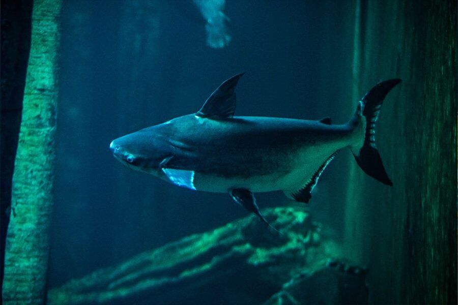 Zaragoza : Aquarium entry ticket - Language, access, and how to plan the visit