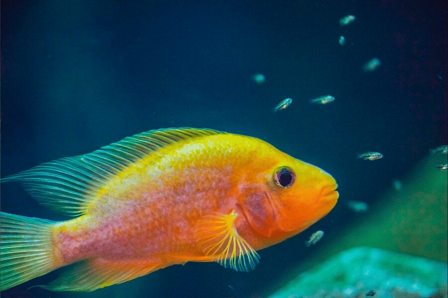 Zaragoza : Aquarium entry ticket - Who will enjoy this aquarium most?