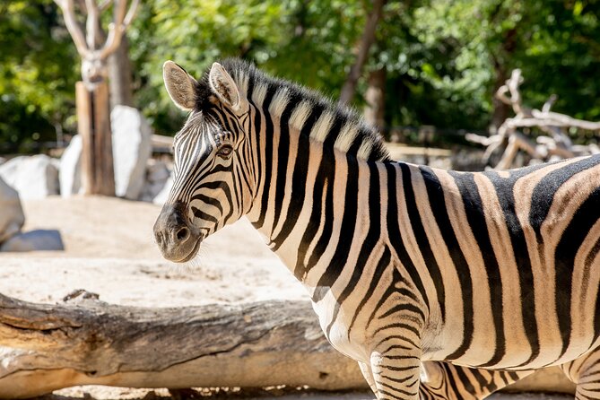 Zoo Aquarium Madrid Admission Ticket - What you get for the $34.48 admission