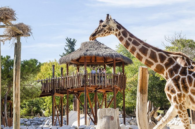 Zoo Aquarium Madrid Admission Ticket - Aviary, petting zoo, and family appeal