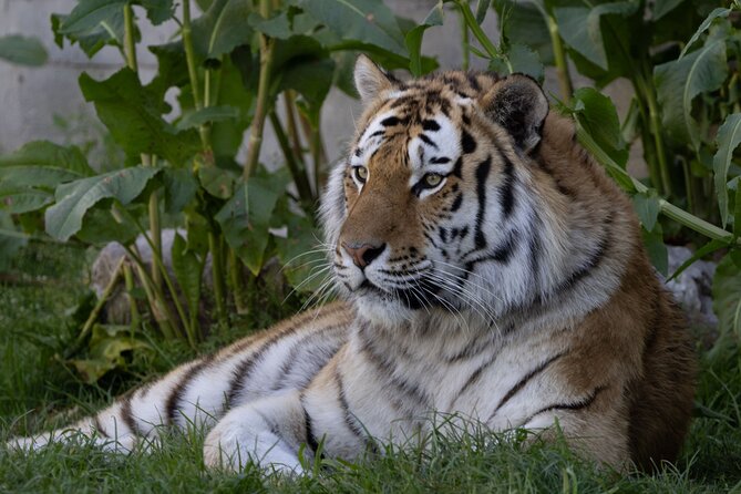 Zoo Aquarium Madrid Admission Ticket - How long should you allow?